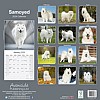 Samoyed Calendar